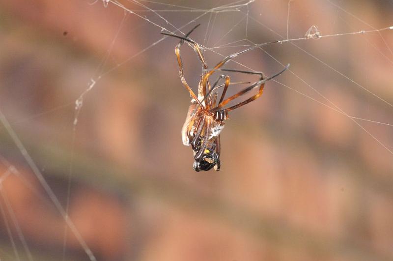 Nephila_plumipes_D5567_Z_90_Wellington Point Esplanada_Australie.jpg